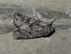 Lasionycta proxima