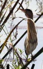 Ixobrychus minutus payesii