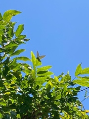 Curetis acuta paracuta