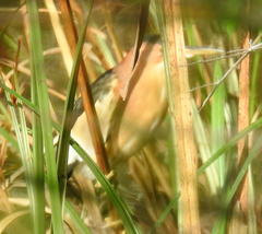 Ixobrychus minutus payesii