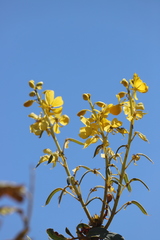 Senna venusta