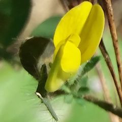 Lotus castellanus