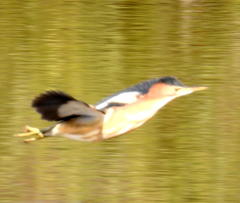 Ixobrychus minutus payesii