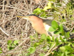 Ixobrychus minutus payesii