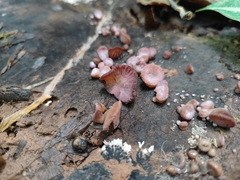 Auricularia heimuer