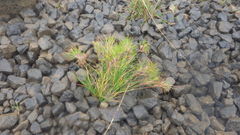 Poa alpina vivipara