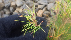 Poa alpina vivipara