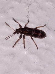 Rhicnobelus metallicus