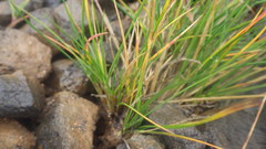 Poa alpina vivipara