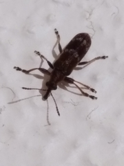 Rhicnobelus metallicus