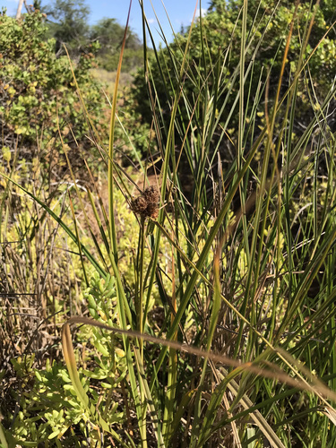 Bolboschoenus maritimus observed 2021-10-02