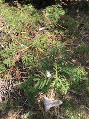 Desmanthus pernambucanus