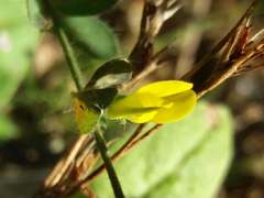 Lotus castellanus