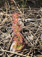 Drosera platypoda