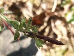 Lotus castellanus
