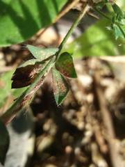 Lotus castellanus