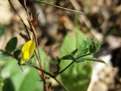 Lotus castellanus