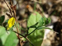 Lotus castellanus
