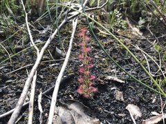 Drosera platypoda