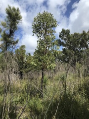 Corymbia calophylla