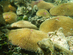 Fungia fungites