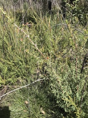 Pultenaea reticulata