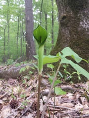 Arisaema quinatum
