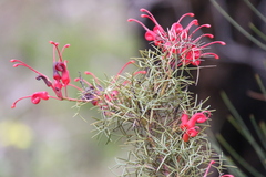 Grevillea wilsonii