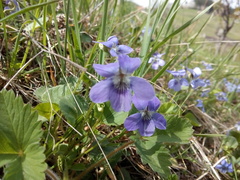 Viola reichenbachiana