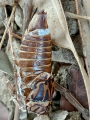 Cicada cretensis