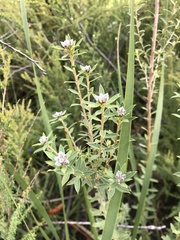 Pultenaea reticulata