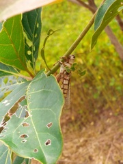Locusta migratoria