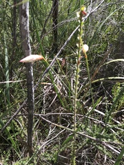Johnsonia lupulina