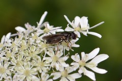 Cheilosia soror