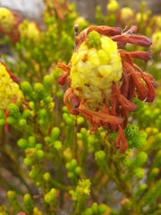Erica sessiliflora