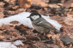 Periparus ater moltchanovi