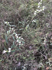 Crowea angustifolia