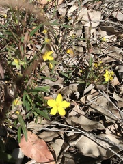Hibbertia cunninghamii