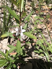 Crowea angustifolia