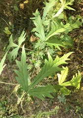 Urtica cannabina