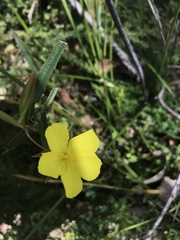 Hibbertia cunninghamii