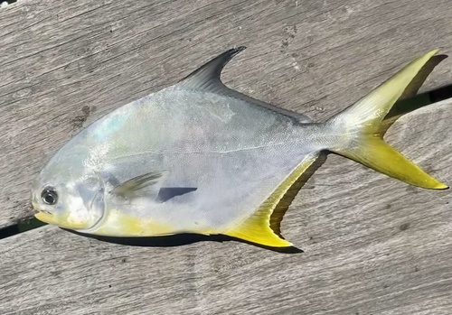 Florida Pompano