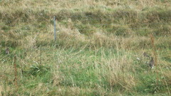 Lagopus muta islandorum