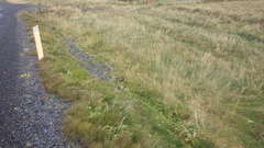 Lagopus muta islandorum