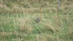 Lagopus muta islandorum