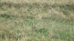 Lagopus muta islandorum