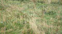 Lagopus muta islandorum