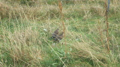 Lagopus muta islandorum