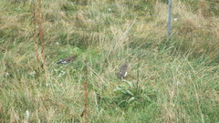 Lagopus muta islandorum