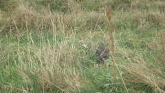 Lagopus muta islandorum